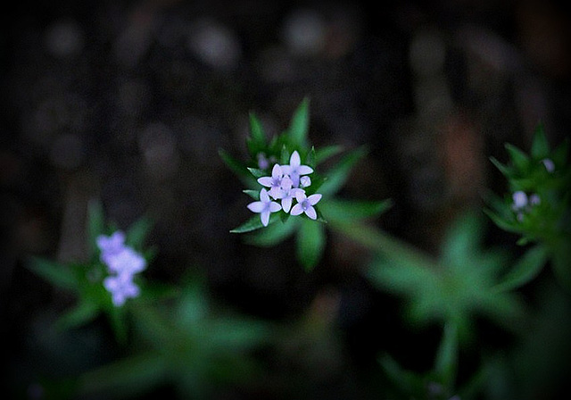 Sherardia arvensis