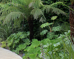 Tetrapanax et Fatsia