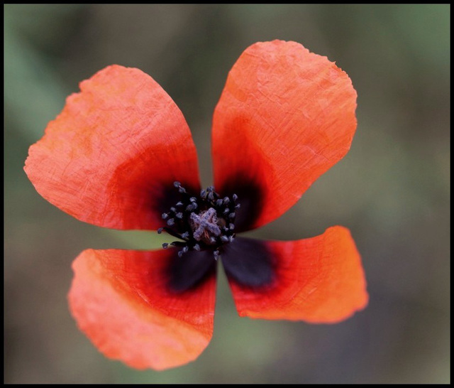 Papaver argemone