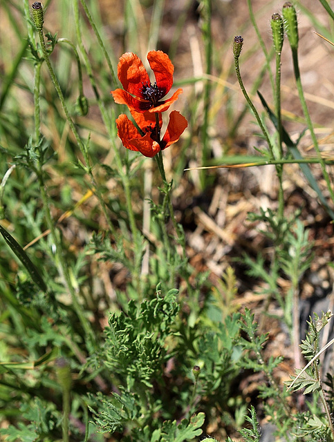 Papaver argemone