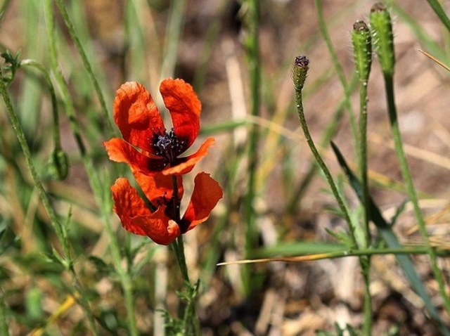 Papaver argemone