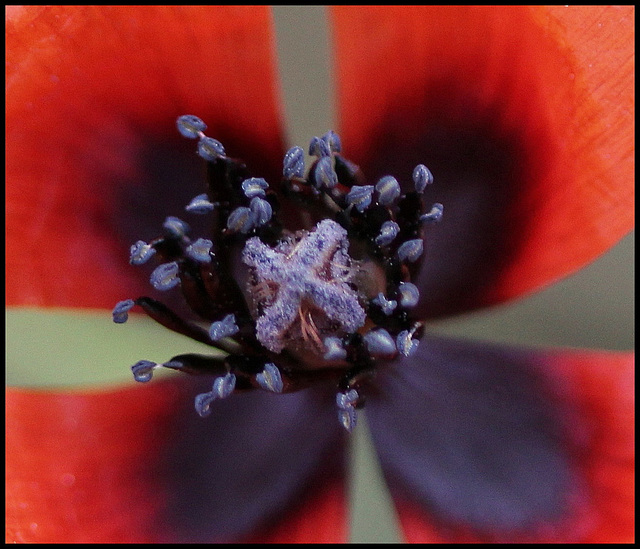 coeur de Papaver argemone