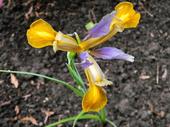 En mia ĝardeno...In my garden...