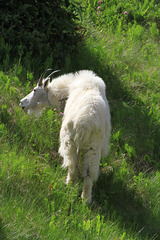 Mountain Goat