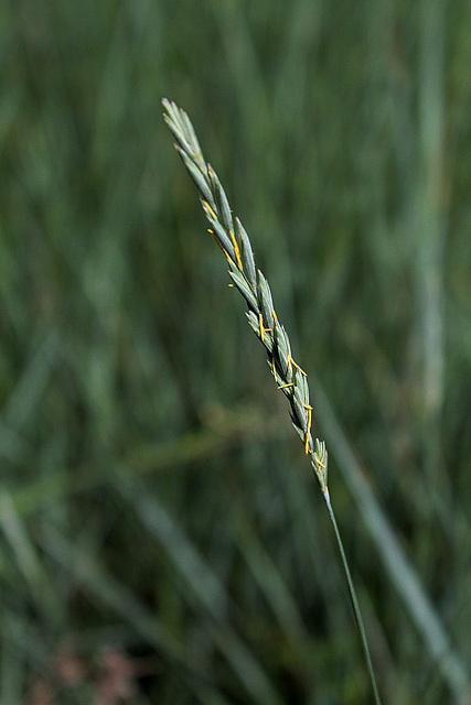 Elytrigia campestris