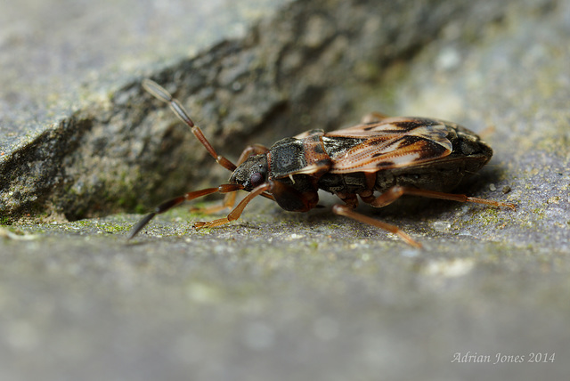 Scolopostethus cf affinis