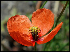 Papaver dubium - Pavot douteux-006