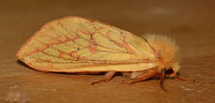 Moth.Female Ghost Swift,Hepialus humuli