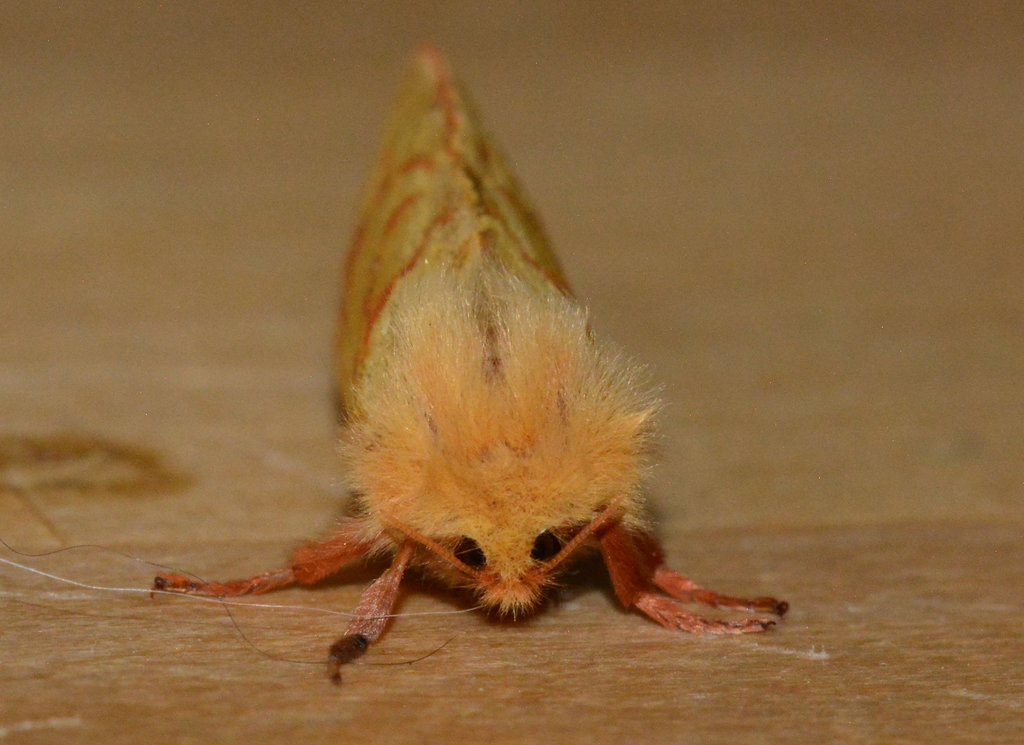 Moth.Female Ghost Swift,Hepialus humuli
