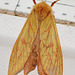 Moth.Female Ghost Swift,Hepialus humuli