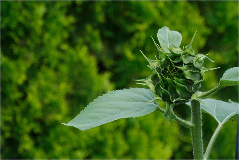 Sunflower Under Construction