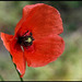 Papaver dubium (3)