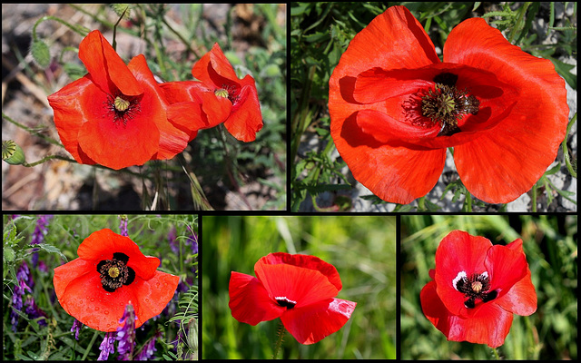 Papaver rhoeas