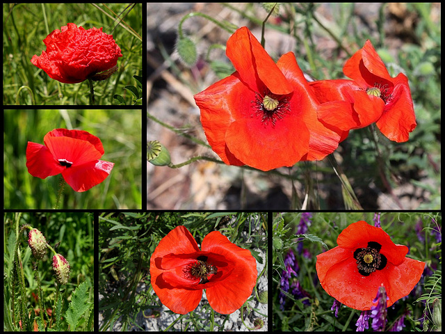 Papaver rhoeas