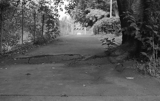 Conflict between a tree and a walkway