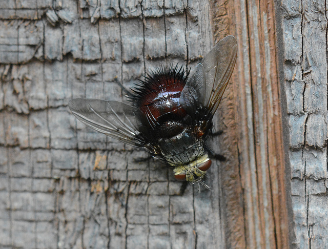 Big, loud, spiny fly