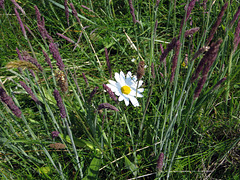 Natur in den Dünen