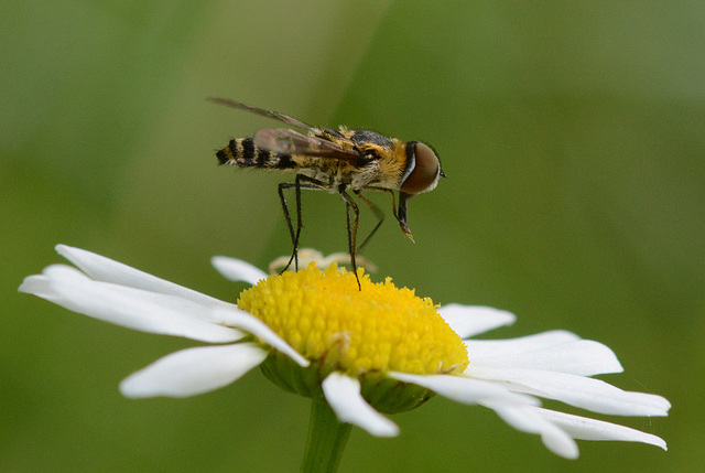 Hoverfly hygiene