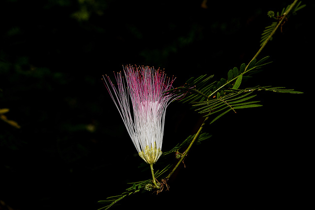 NICE: Parc Phoenix: Un Calliandra surinamensis