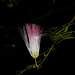 NICE: Parc Phoenix: Un Calliandra surinamensis