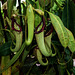 NICE: Parc Phoenix: Nepenthes northiana ( Nepenthaceae ).