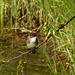 Eastern Phoebe