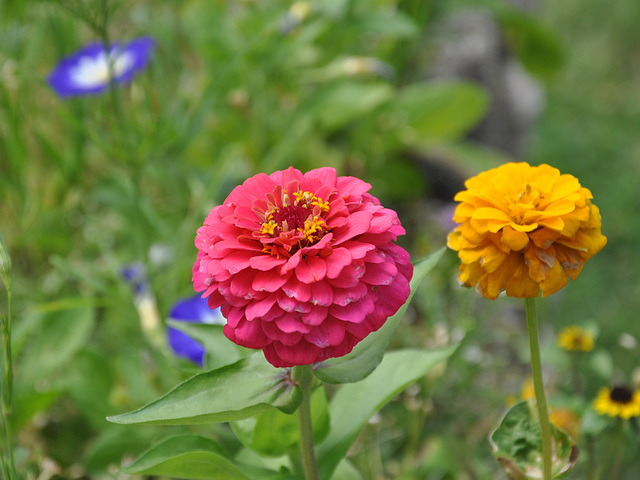 FLEURS