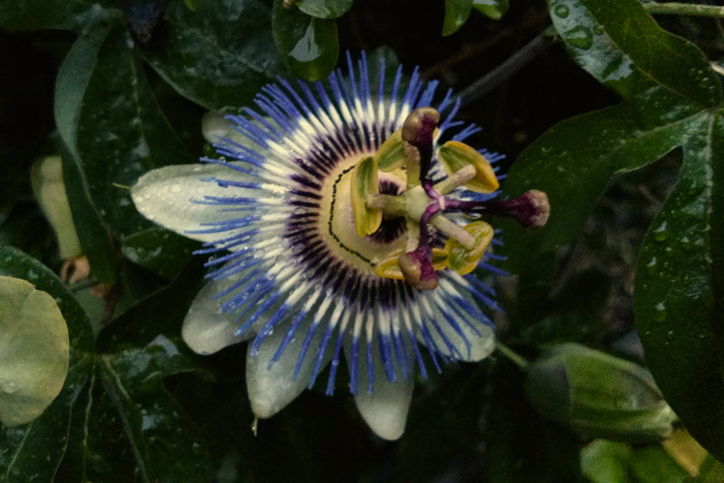 Blue Passion ﬂower