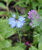 Nigelle de Damas