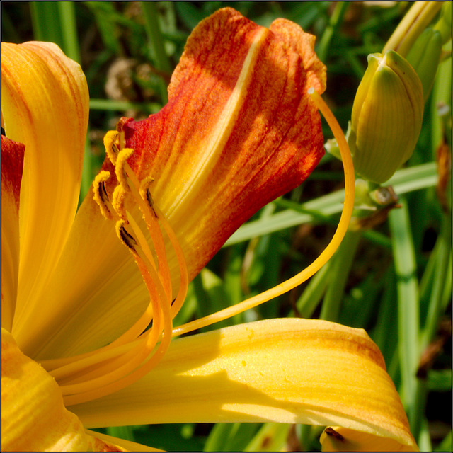 Daylily