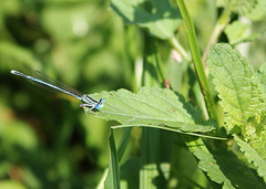 Agrion