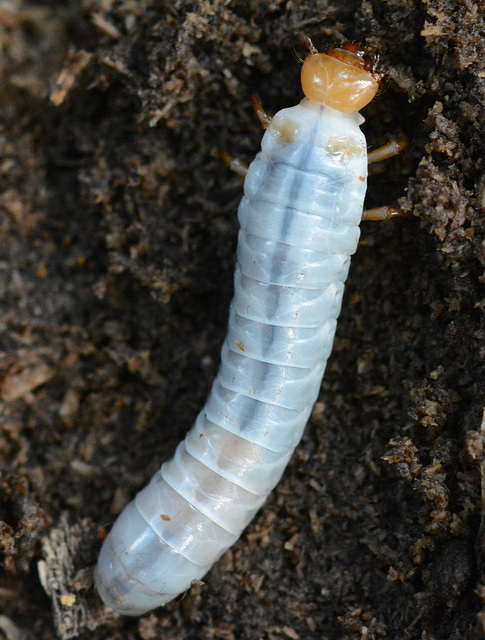 A beetle grub