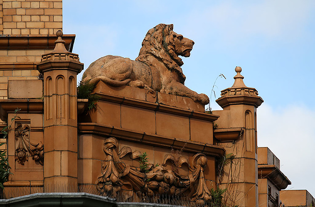 The Co-op lion