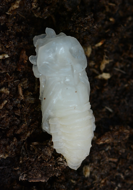 Same beetle's pupa