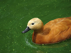 duck, regents park, london