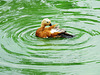 duck, regents park, london