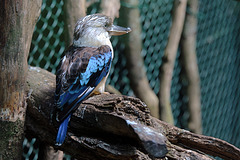 Kookaburra à ailes bleues