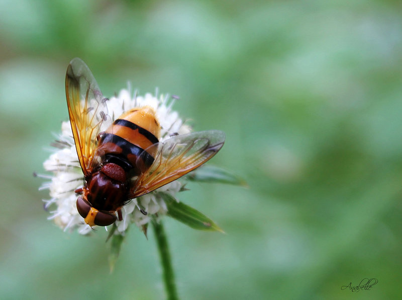 bzzzzzzzzzzzz ...... !