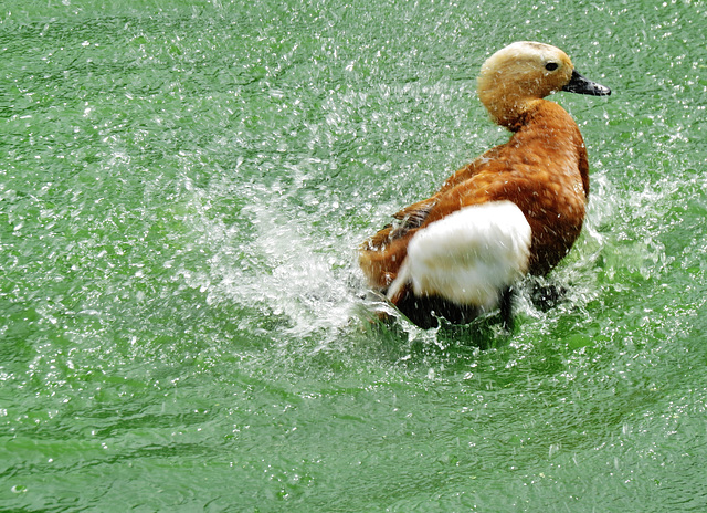 duck, regents park, london