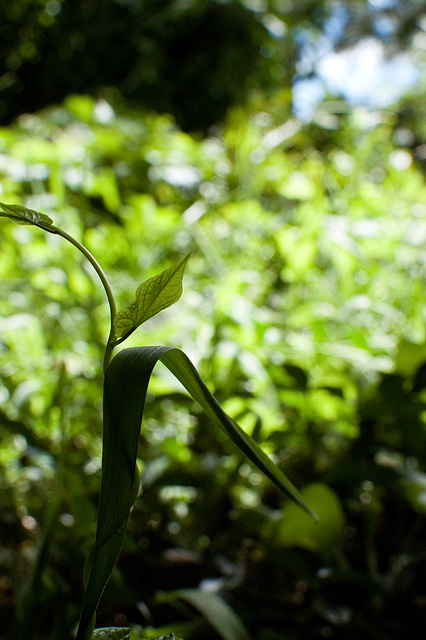 green summer 2