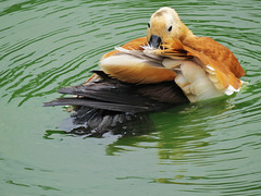 duck, regents park, london