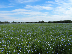 Linseed Flax Field