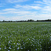 Linseed Flax Field