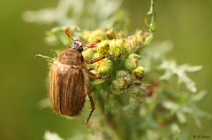 Summer Chafer Amphimallon solstitiale