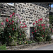 Rue fleurie- Roses trémières