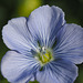 Linseed Flax Flower