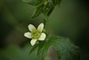 White Bryony Flower Bryonia dioica