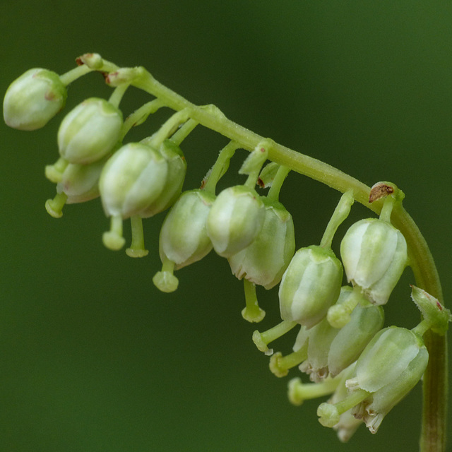 One-sided Pyrola / Orthilia secunda