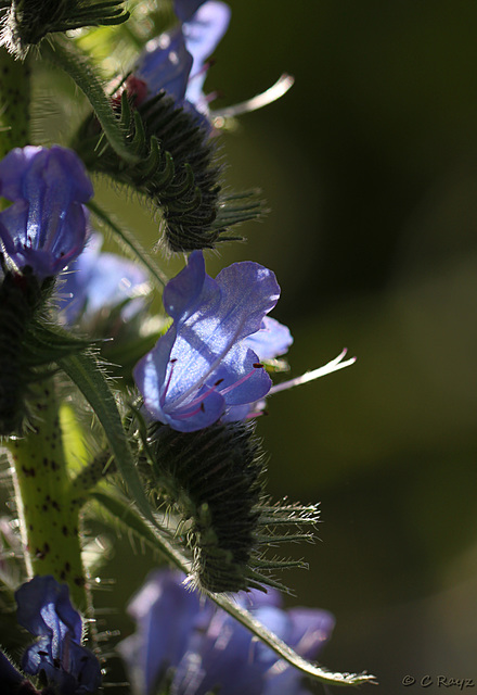 Viper's Bugloss Echium vulgare