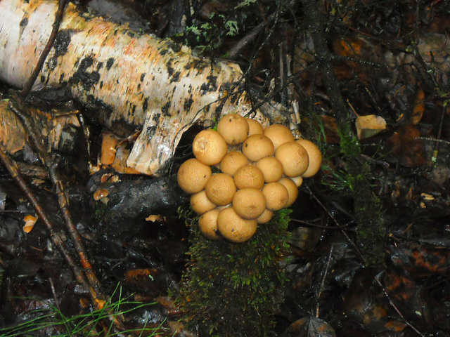 Puffballs